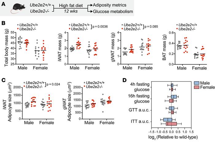 Increased adiposity in mice with Ube2e2 loss of function.
(A) Schematic ...