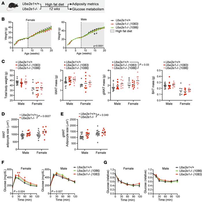 UBE2E1 loss of function in mice impairs glucose metabolism with diet-ind...
