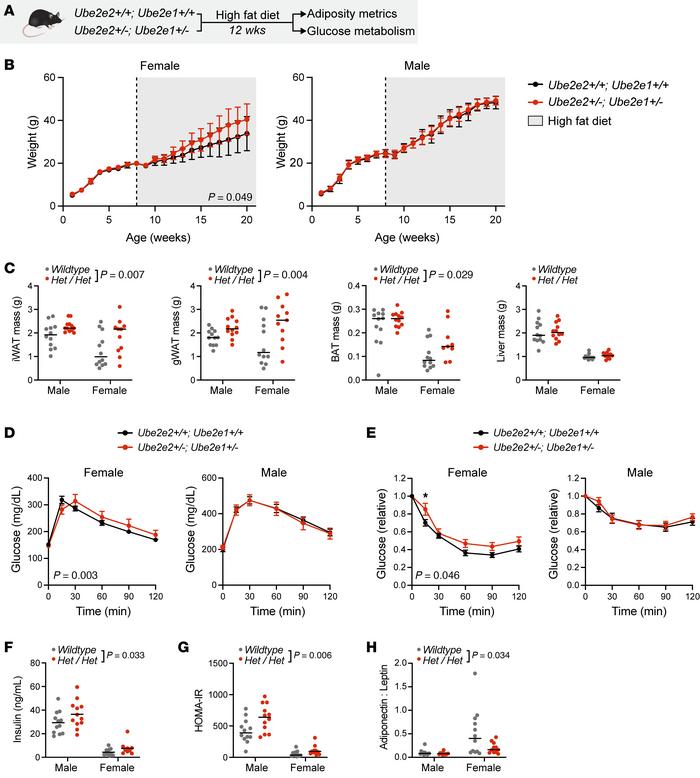 Augmented adiposity and dysregulated glucose homeostasis with compound h...
