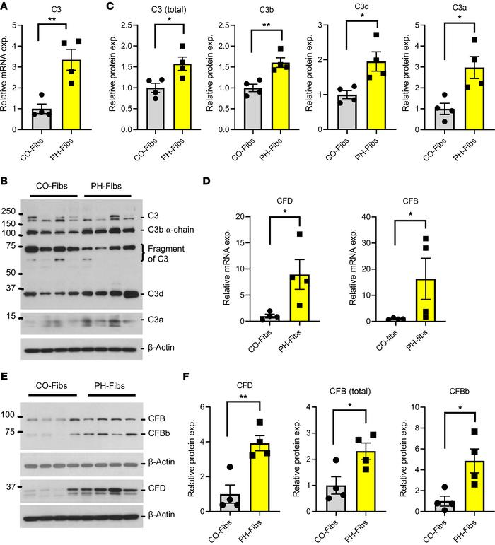 Bovine PH-Fibs show increased expression of complement genes (C3, CFD, a...