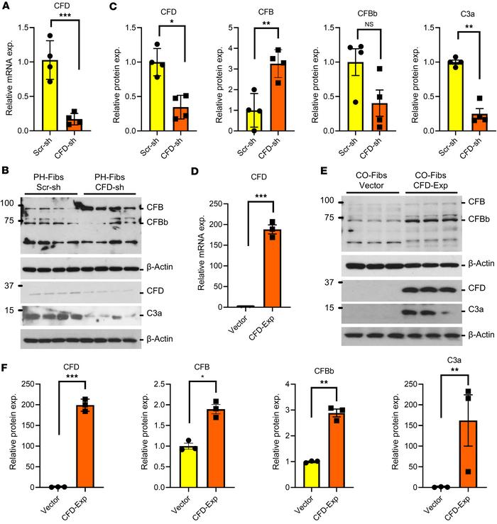 CFD regulates the activation of C3 in PA adventitial fibroblasts.
(A) qR...
