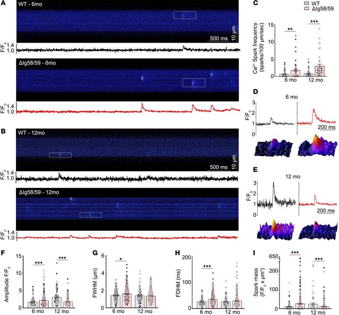 Elevated Ca2+ spark frequency in atrial cardiomyocytes from Obscn-ΔIg58/...