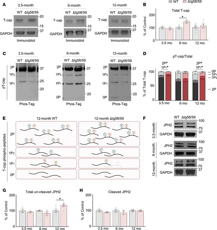 The expression and phosphorylation of T-cap are altered in Obscn-ΔIg58/5...