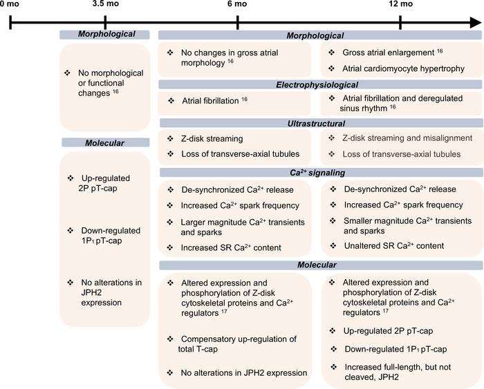 The Obscn-ΔIg58/59 atrial phenotype.
The phosphorylation profile of T-ca...