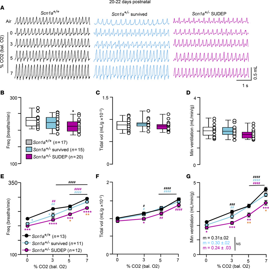 Three-week old Scn1a+/– mice that die prematurely show a pronounced cent...