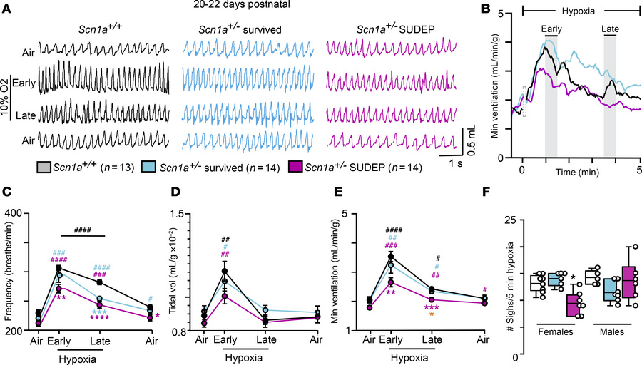 Three-week old Scn1a+/– SUDEP mice show a blunted hypoxic ventilatory re...