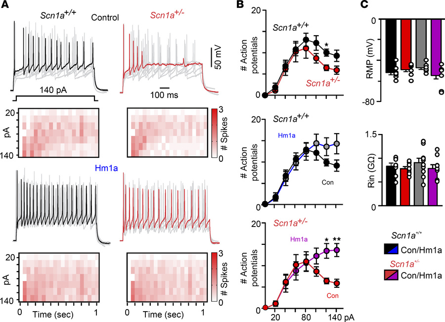 Hm1a improves the ability of RTN neurons in slices from control and Scn1...