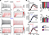 Hm1a improves the ability of RTN neurons in slices from control and Scn1a+/