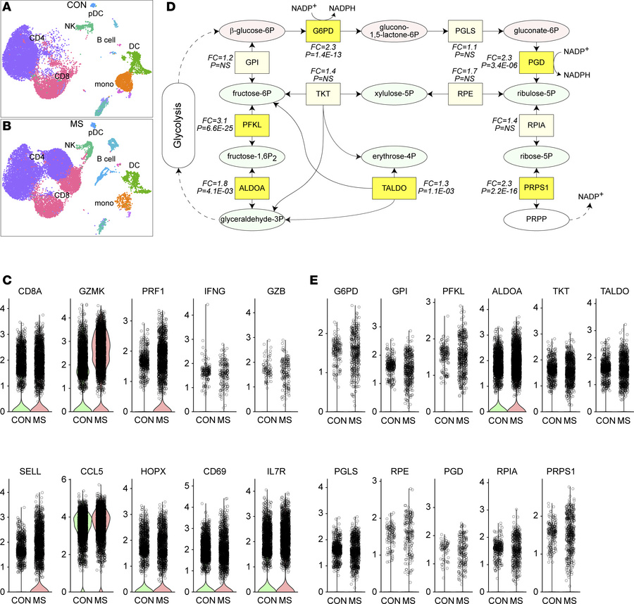 MS patient CNS-infiltrating CD8+ T cells exhibit PPP engagement.
(A) Dim...