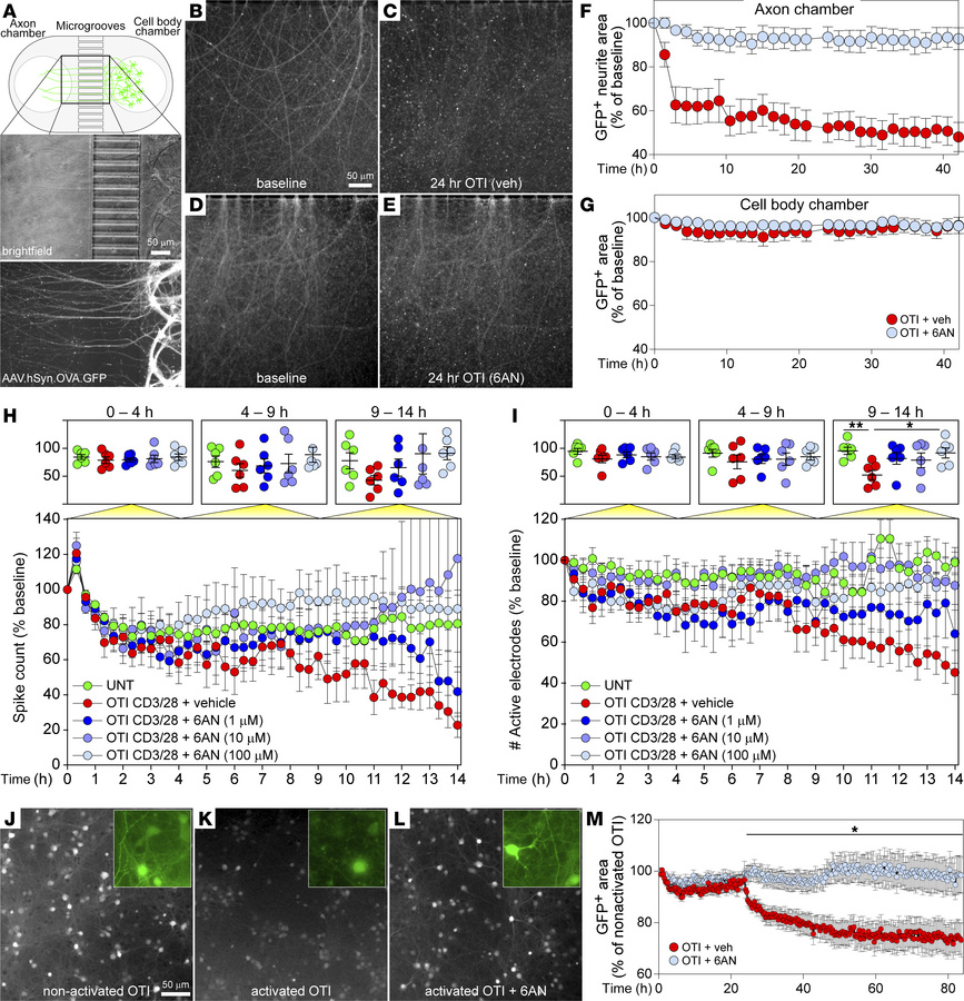 PPP inhibition in CD8+ T cells prevents antigen-specific antineuronal cy...