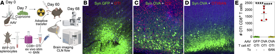 PPP inhibition prevents CNS infiltration of CD8+ T cells.
(A) Schematic ...