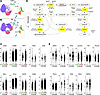 MS patient CNS-infiltrating CD8+ T cells exhibit PPP engagement.