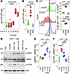 PPP inhibition blocks metabolic reorganization and suppresses effector func