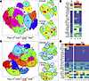 PPP inhibition prevents the acquisition of effector function in T cell subs
