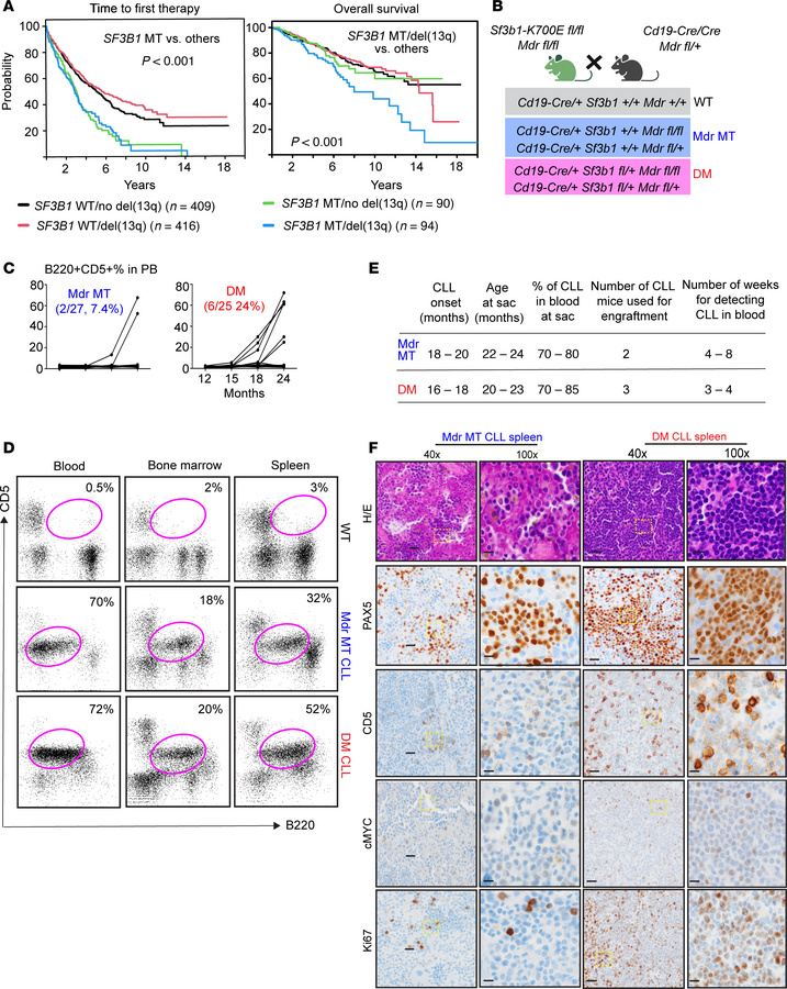 Coexpression of Sf3b1-K700E and del(13q) in murine B cells leads to aggr...