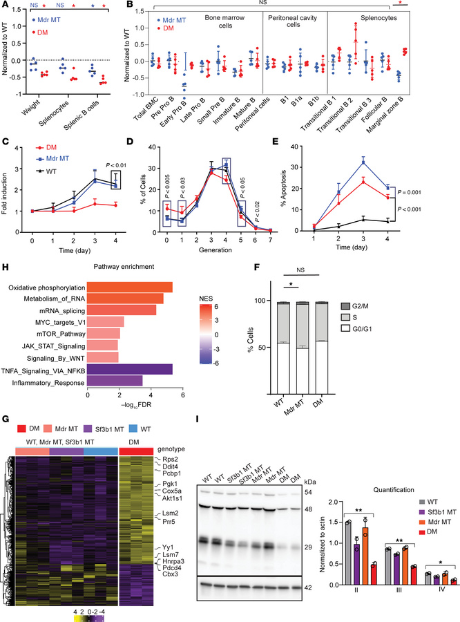 Coexpression of Sf3b1-K700E with Mdr deletion affects B cell development...