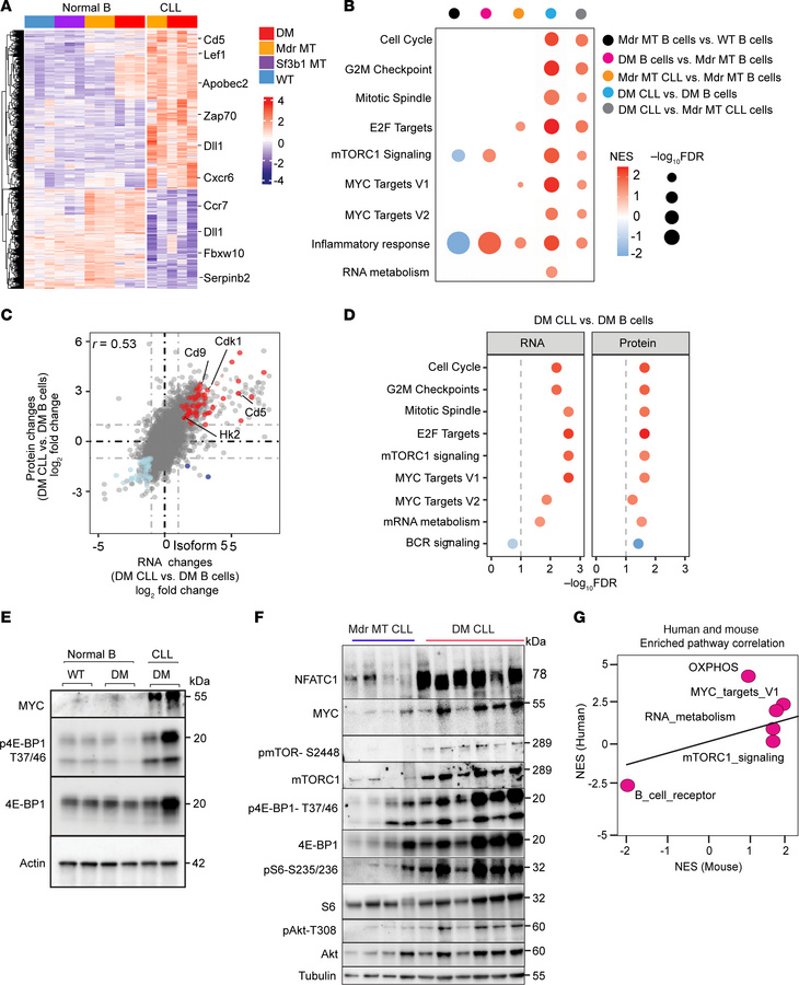 Integrative transcriptome and proteomics analyses identify enrichment of...