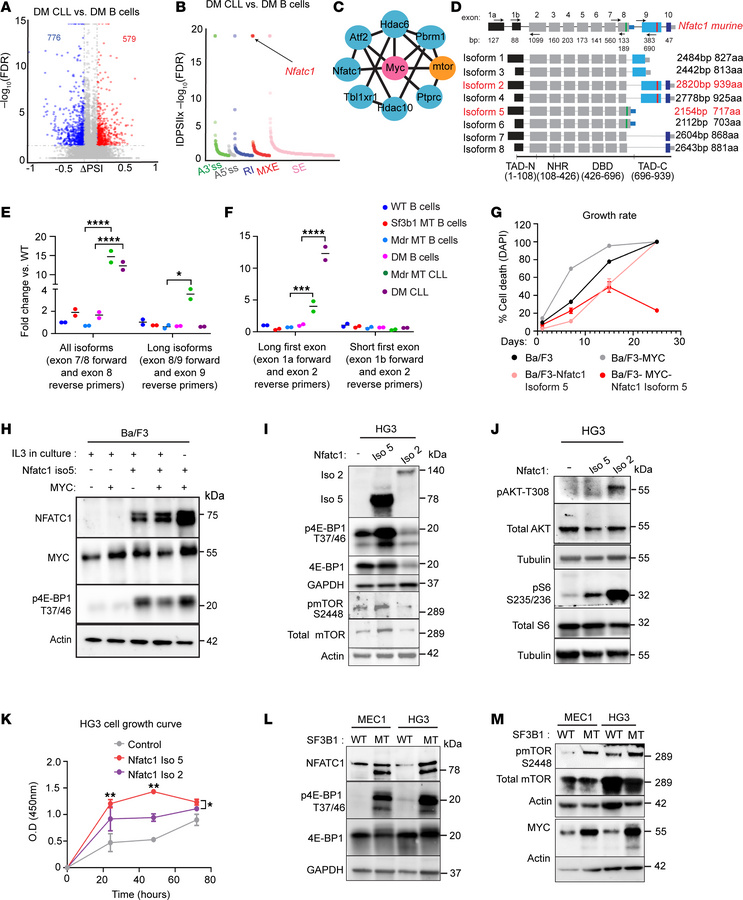 Splice variant of Nfatc1 activates the mTOR pathway and MYC expression.
...