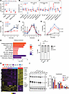 Coexpression of Sf3b1-K700E with Mdr deletion affects B cell development an