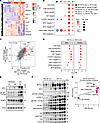 Integrative transcriptome and proteomics analyses identify enrichment of th