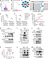 Splice variant of Nfatc1 activates the mTOR pathway and MYC expression.