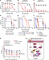 Targeting RNA splicing and the mTORC1 pathway has therapeutic effects in DM