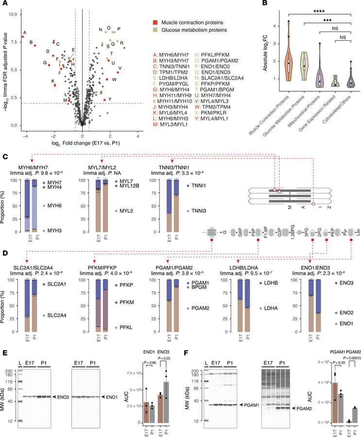 Protein isoform ratios capture hallmark fetal heart genes.
(A) Scatterpl...