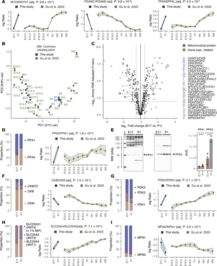 Detection and validation of paralog usage shifts in mitochondrial protei...