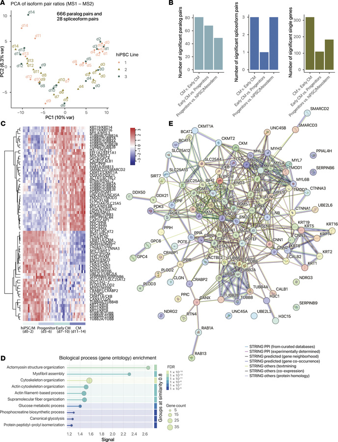 Proteome-wide protein isoform ratio quantification in hiPSC cardiomyocyt...