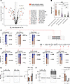 Protein isoform ratios capture hallmark fetal heart genes.