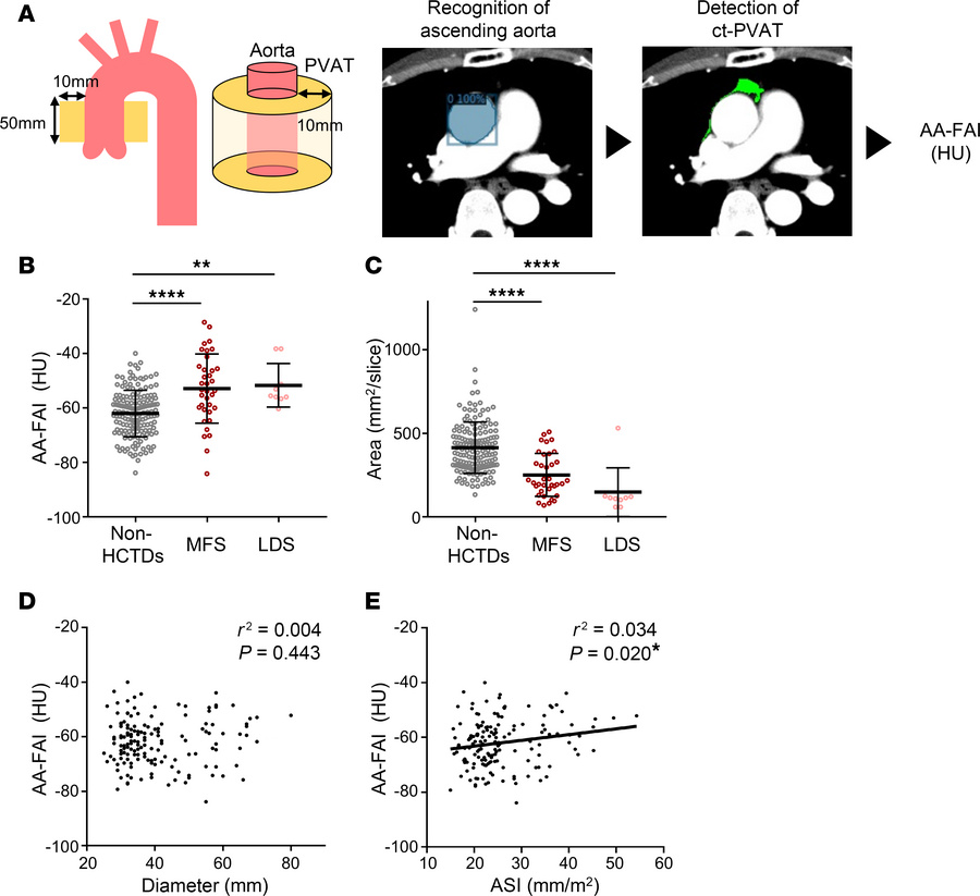 Noninvasive evaluation of aortic PVAT inflammation in MFS.
(A) Procedure...