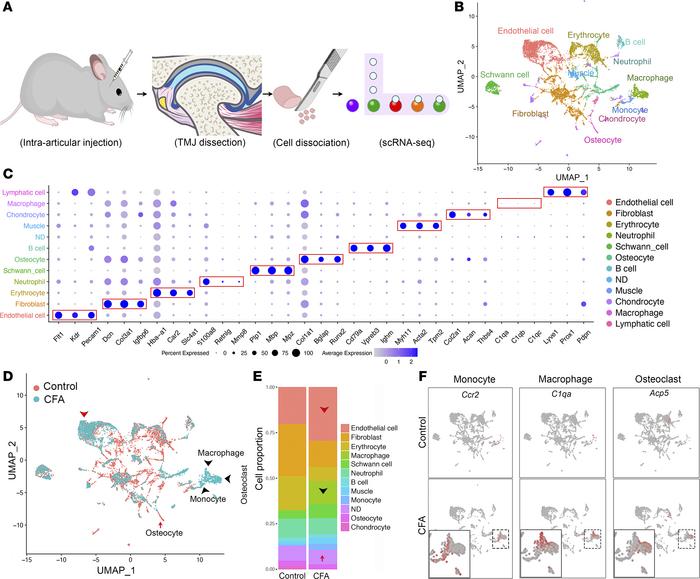 scRNA-Seq analysis of all cells in the TMJ of control and CFA mice.
(A) ...