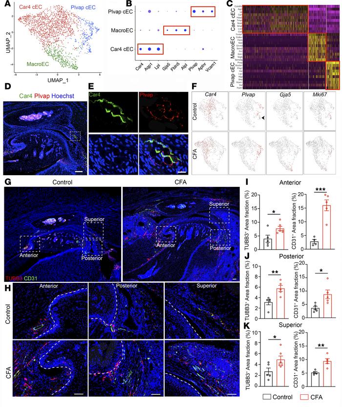 JCI Insight - Mapping cell diversity and dynamics in inflammatory ...