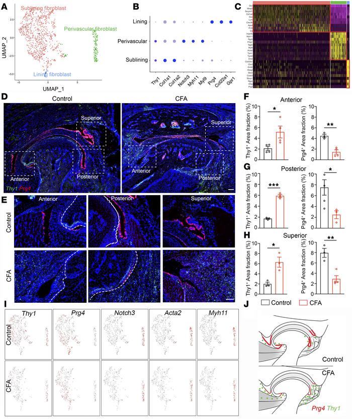 Synovial fibroblast heterogeneity and anatomical locations in control an...