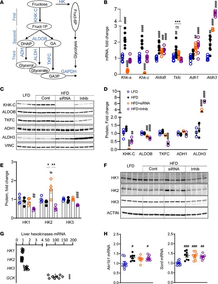 KHK siRNA completely deletes KHK-C and increases HK2, while the inhibito...