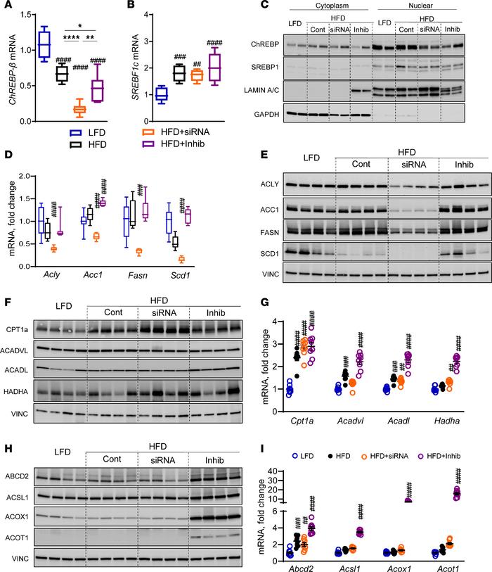 KHK KD lowers the DNL, while the inhibitor increases the FAO pathway.
(A...