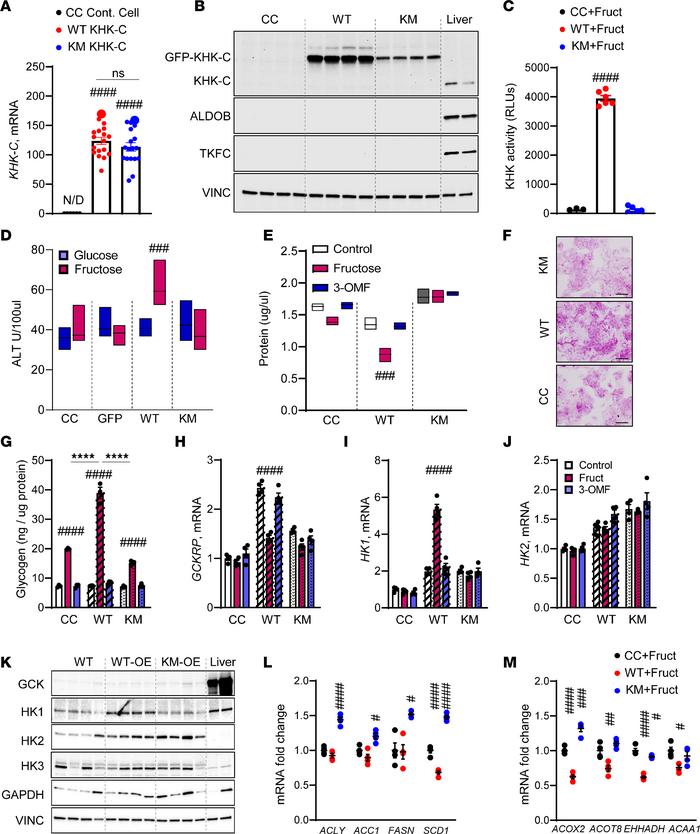 Overexpression of wild-type KHK supports glycogen accumulation, while ov...