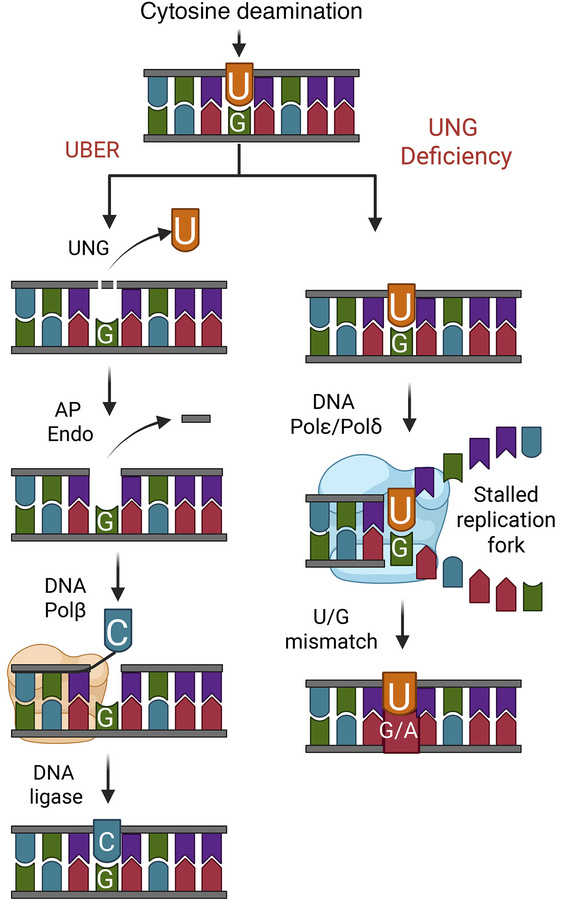 Loss of uracil DNA glycosylase (UNG) activity leads to persistence of ur...