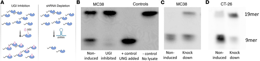 Two approaches for disrupting uracil DNA glycosylase (UNG) activity.
(A)...