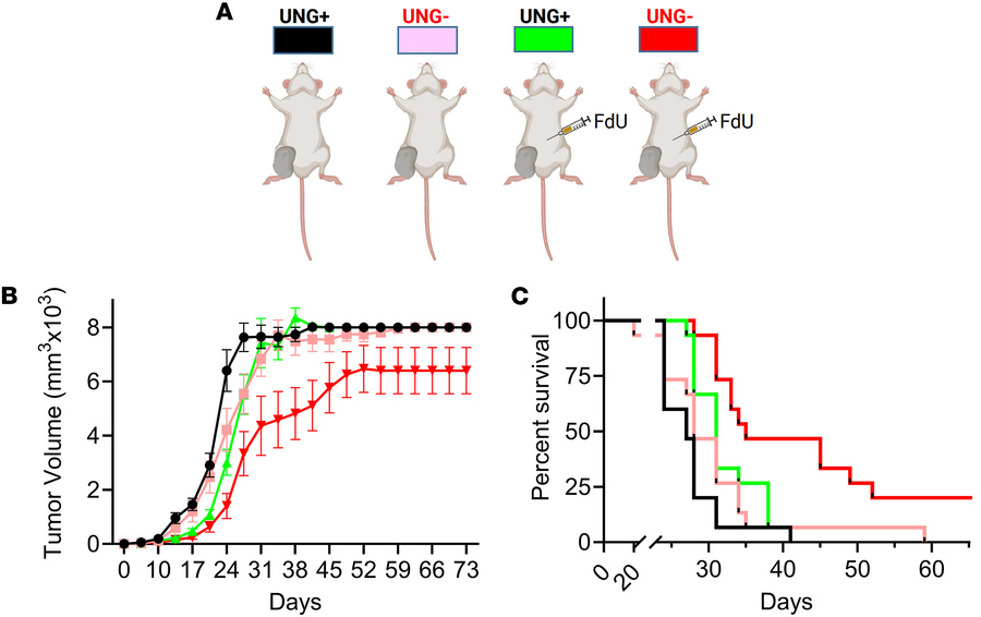 MC38 tumor growth and mouse survival in a syngeneic colon tumor model us...