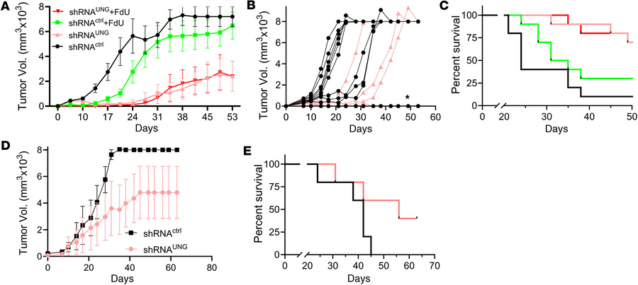 shRNA knockdown of UNG leads to clearance of MC38 tumors in C57BL/6J mic...