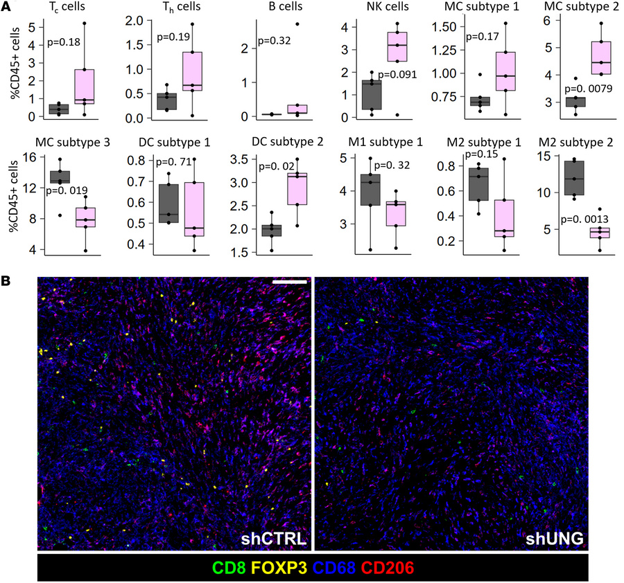 Determination of the influence of UNG depletion on the MC38 tumor microe...