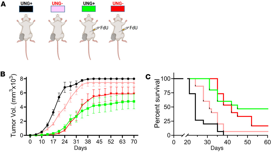 shRNAUNG knockdown in BALB/c mice inoculated with CT-26 tumors.
The anti...