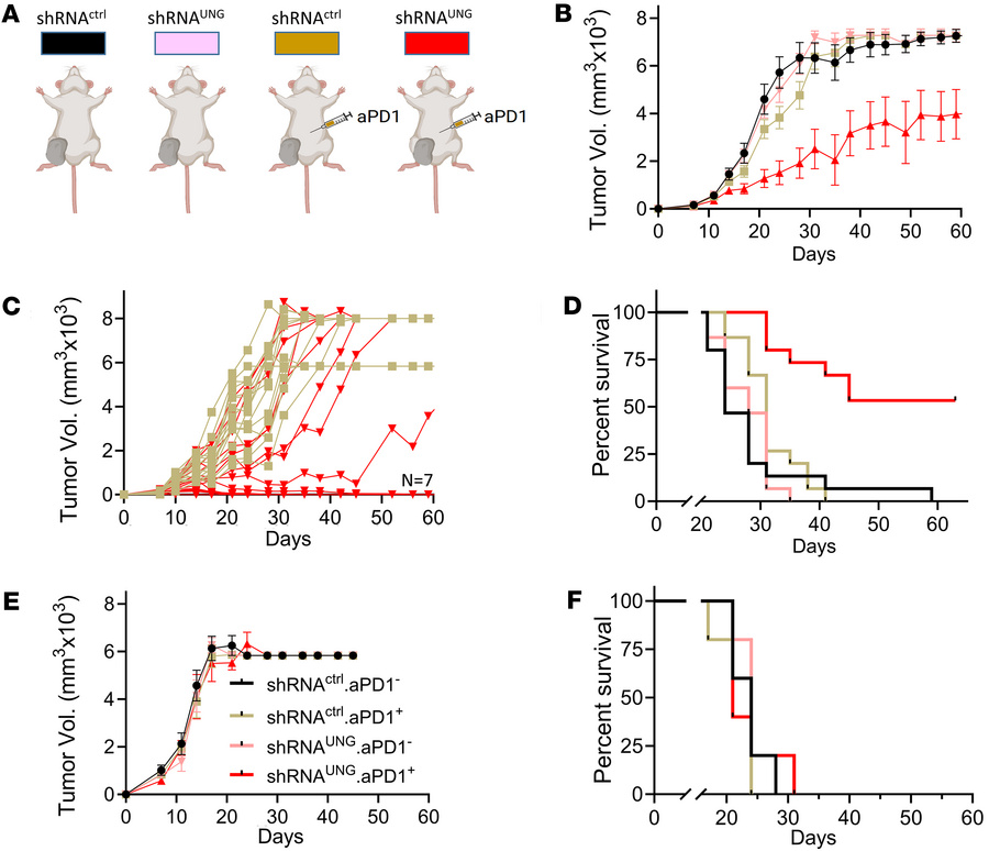 Anti–PD-1 therapy in the context of UNG depletion delays CT-26 tumor gro...