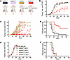 Anti–PD-1 therapy in the context of UNG depletion delays CT-26 tumor growth