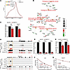 Mettl14 knockdown downregulates the expression of m6A-modified mRNAs that c