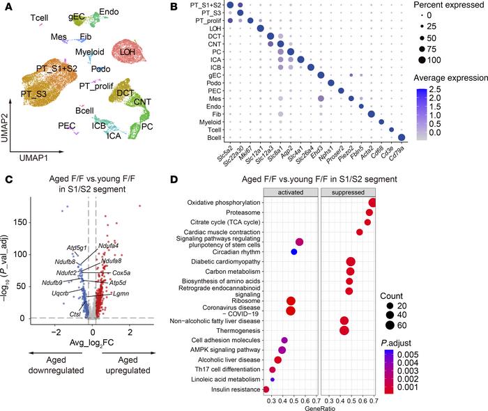 scRNA-Seq analyses capture the characteristics of kidney aging.
(A) Kidn...