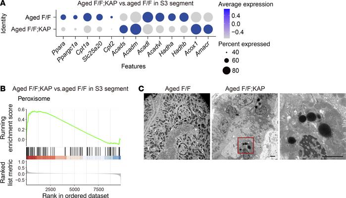 Peroxisomal FAO compensates for dysregulated mitochondrial FAO in the S3...