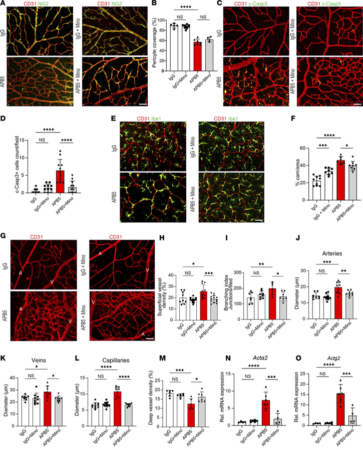 Changes in the structural components of the inner blood retina barrier d...