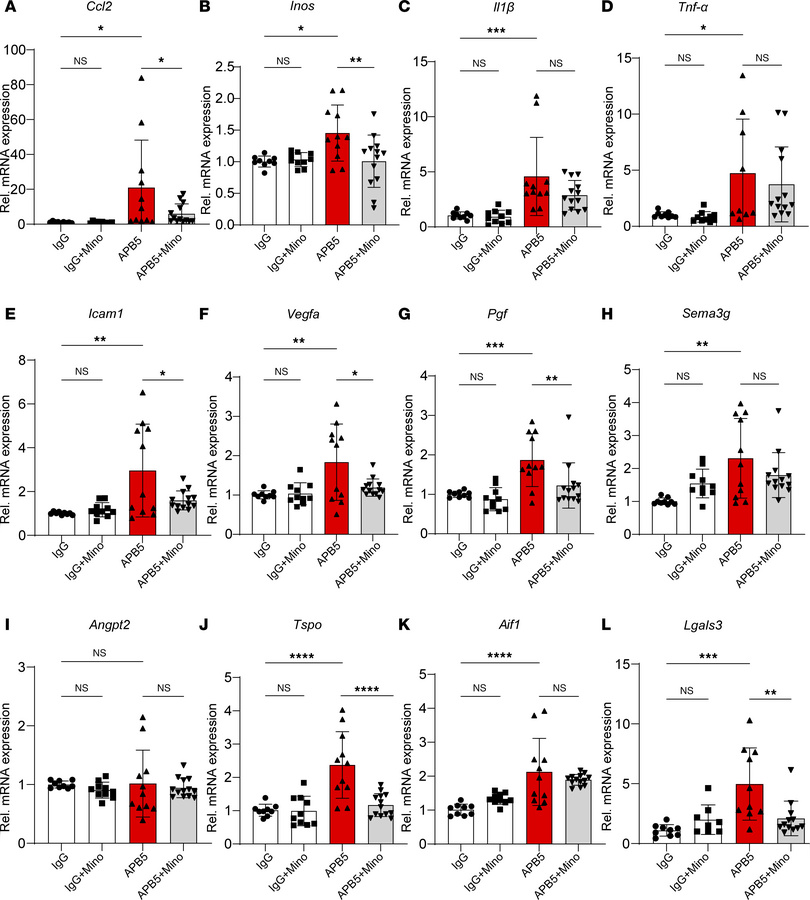 qPCR analyses of inflammatory and proangiogenic factors in P10 retinas.
...